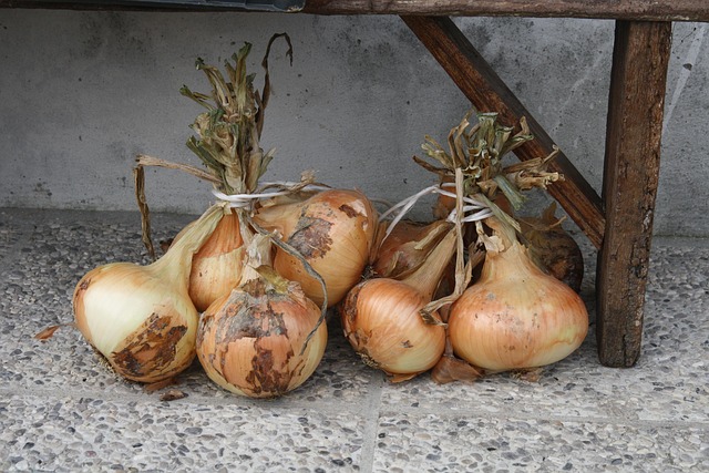 Free Onions Bunch Onions photo and picture