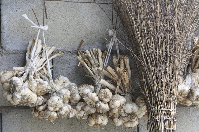 Free Garlic Country photo and picture