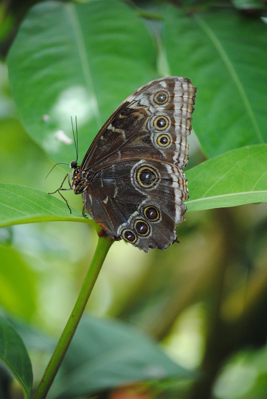 Schmetterling