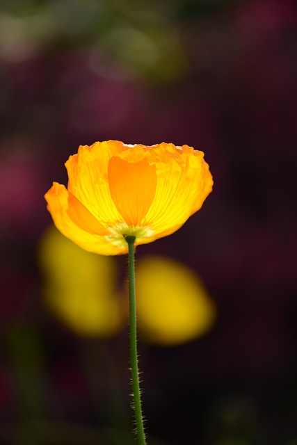 Blomst, Natur, Blomst Baggrund, Sommer