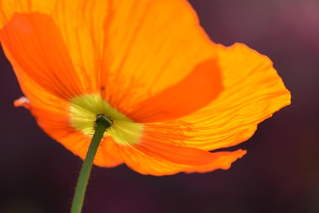 Rød Valmue, Blomst, Natur, Sommer, Forår
