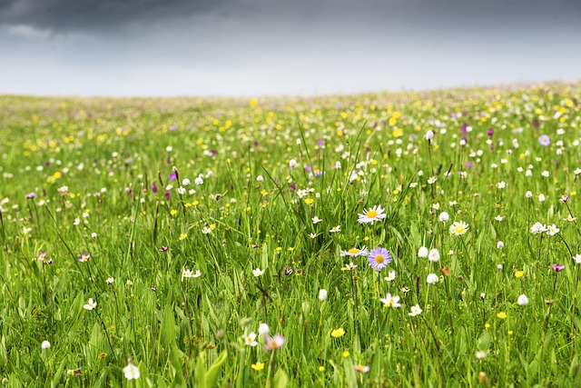 Blomst, Vild Blomst, Forår, Flod