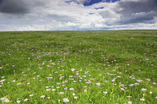 Blomst, Vild Blomst, Forår, Flod