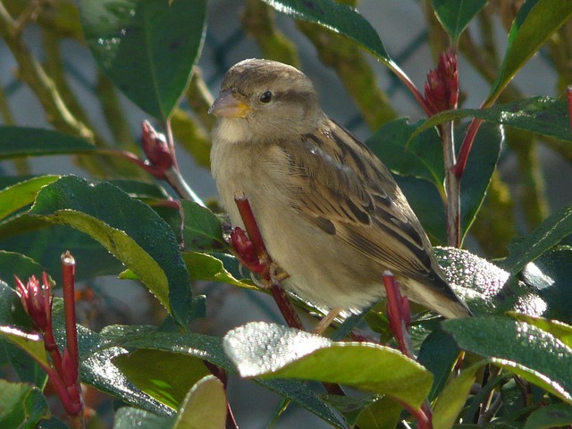 Free Sparrow Bird photo and picture