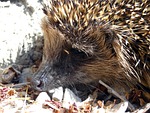 hedgehog, erinaceus europaeus, nocturnal