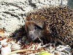 hedgehog, erinaceus europaeus, nocturnal