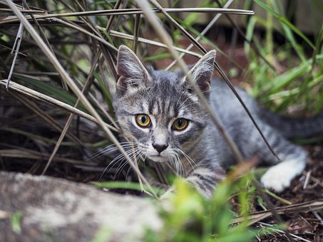 Free Kitten Cats photo and picture