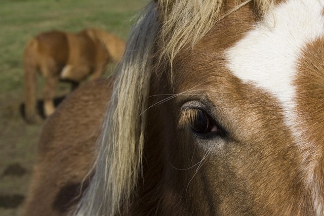 Hest, Øje, Natur, Fuldblod