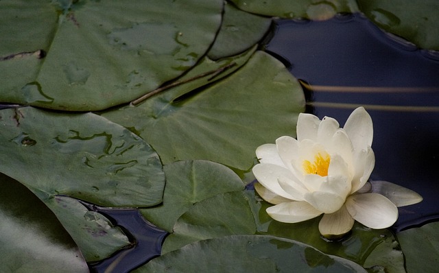 Åkande, Nannufero, Blomst, Dam