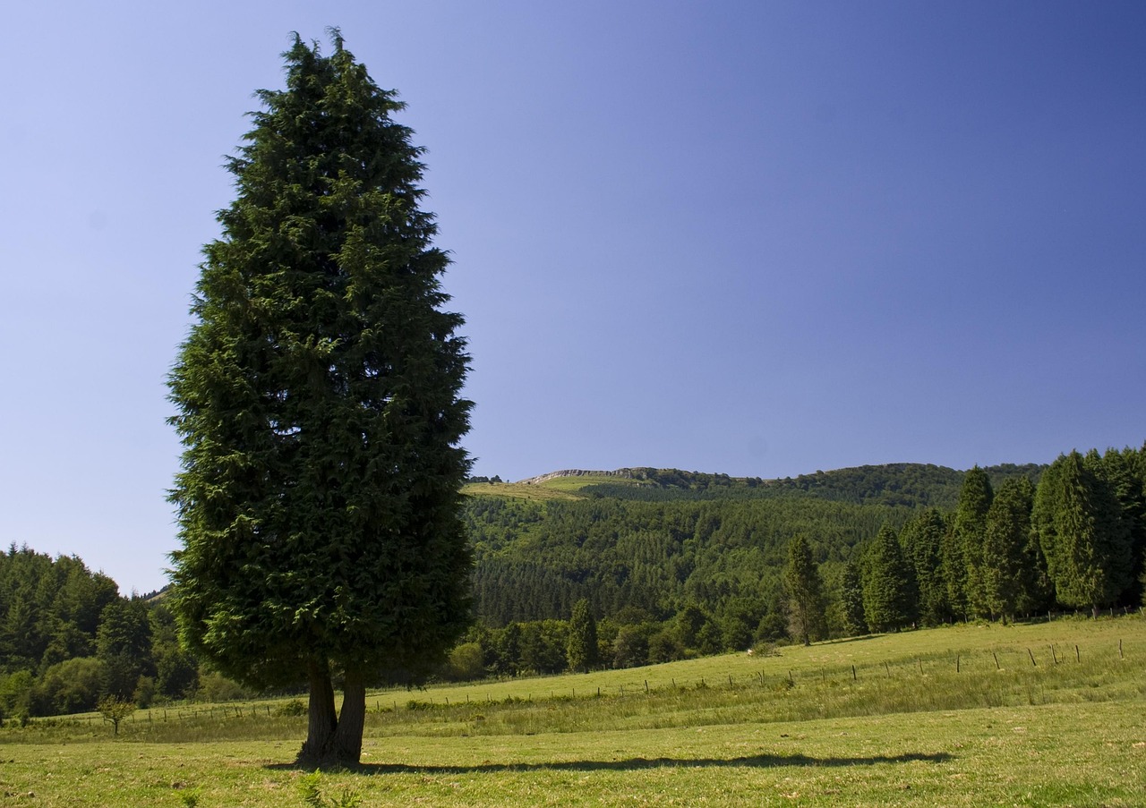 arbre-paysage-pelouse-photo-gratuite-sur-pixabay-pixabay