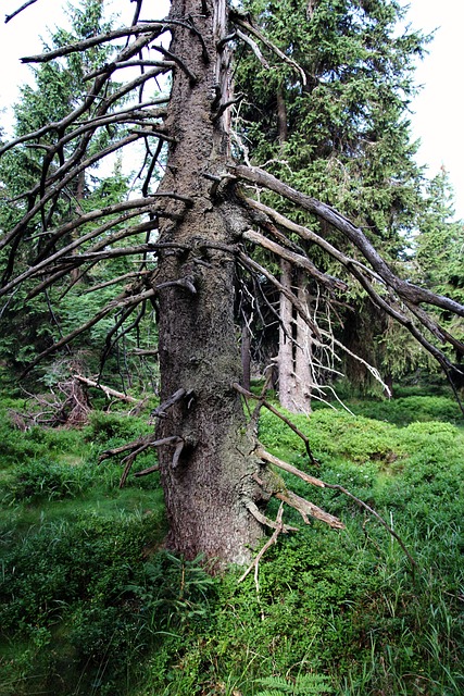 Baum, Wald, Fichte, Natur, Riesengebirge