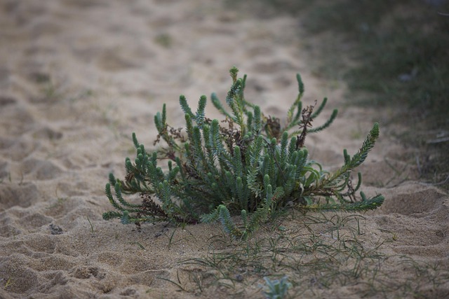 Free Plant Sand photo and picture
