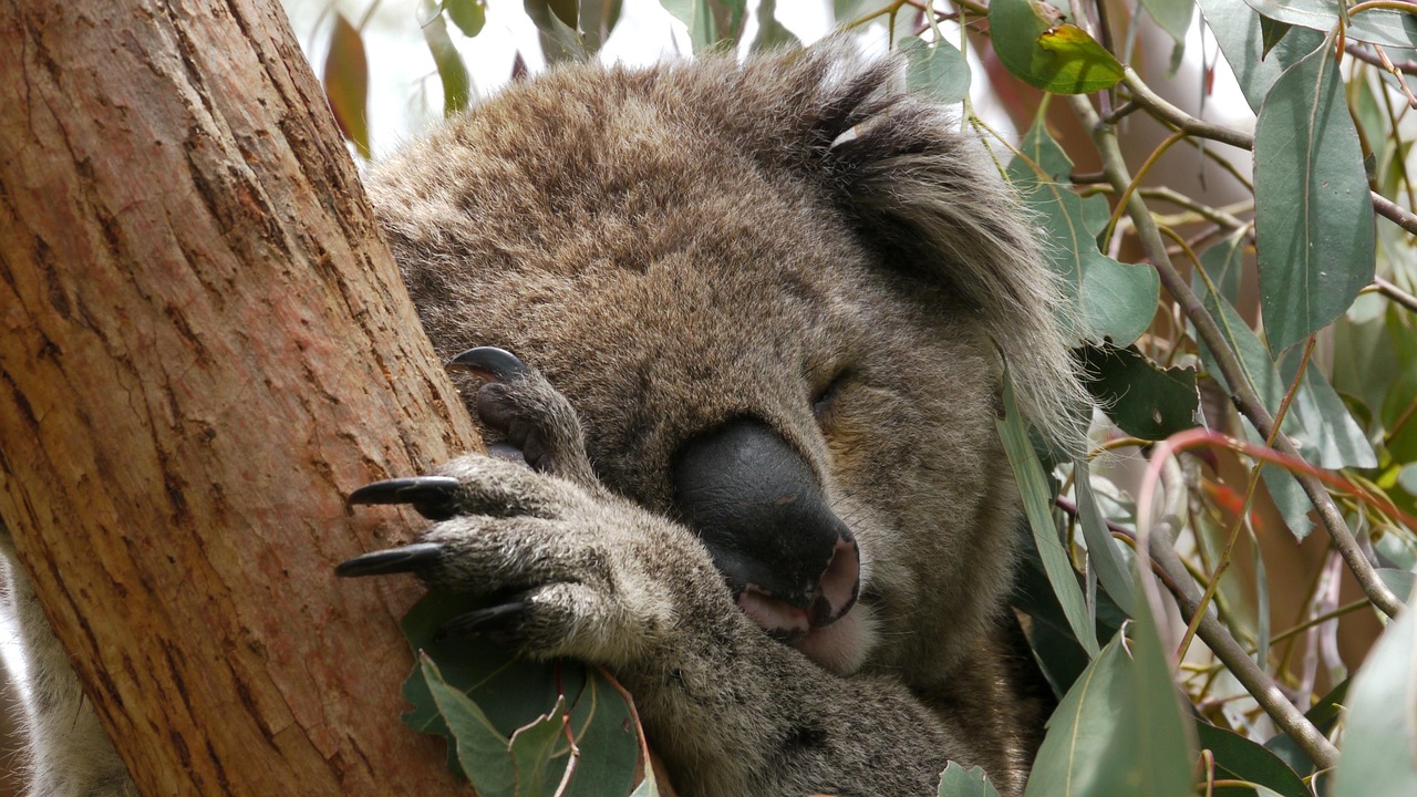 Koala Dormir Foto gratis en Pixabay Pixabay