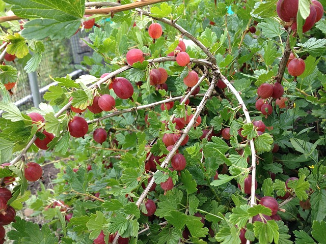 Free Gooseberry Berry photo and picture