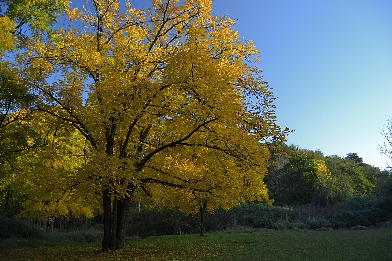 Árbol Otoño Amarillo Sale Foto gratis en Pixabay Pixabay