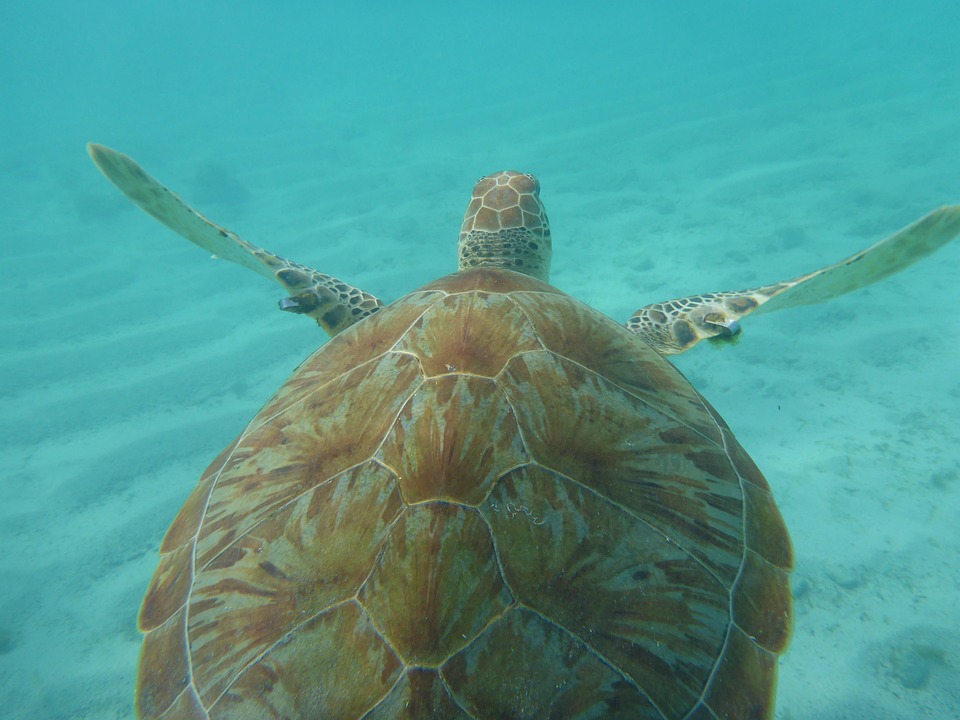 Turtle Sea Caribbean · Free photo on Pixabay