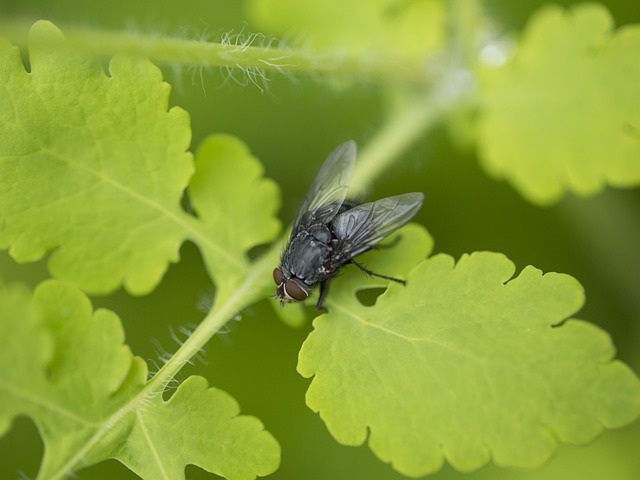 Free Fly Insect photo and picture