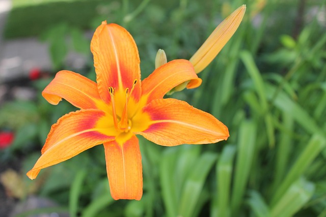Free Flower Lily photo and picture