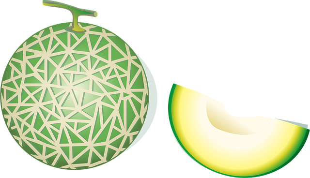 Free cantaloupe hami melon fruit vector