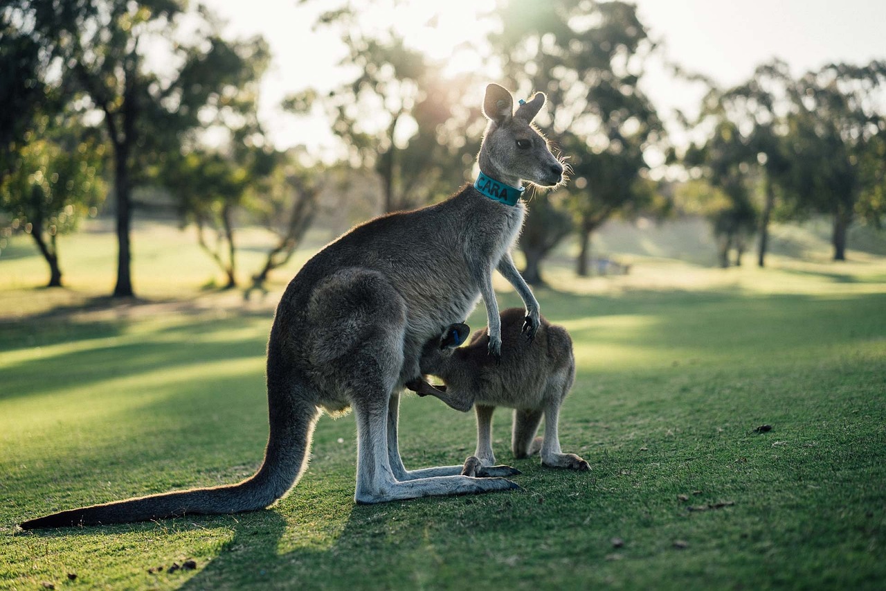 10 000 Australia E Natura Immagini Gratis Pixabay 10 000 Australia E Natura Immagini Gratis Pixabay