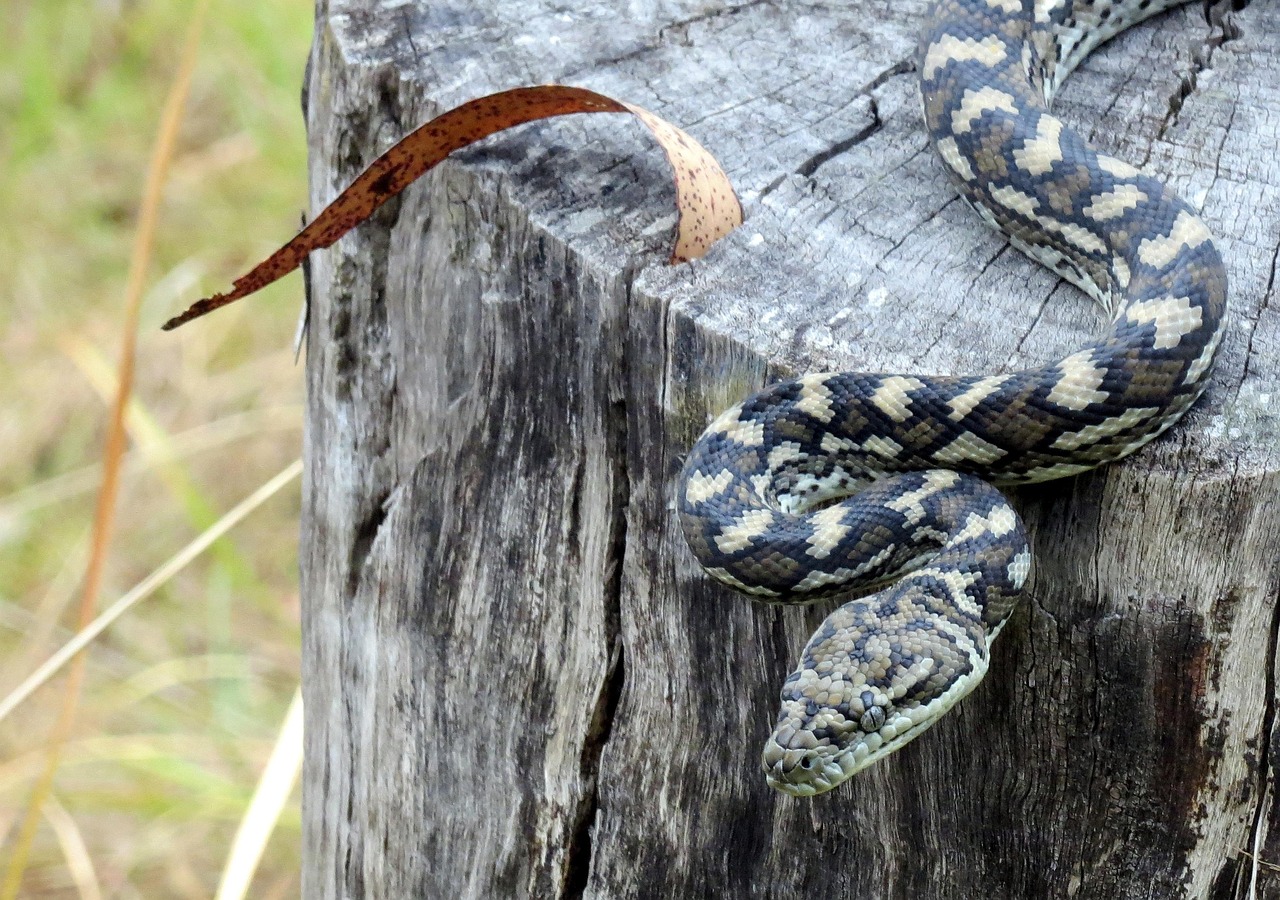 Serpent Python Reptile - Photo gratuite sur Pixabay - Pixabay