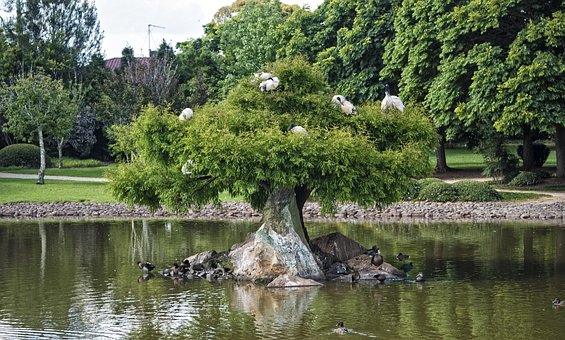 Free Tree Garden photo and picture