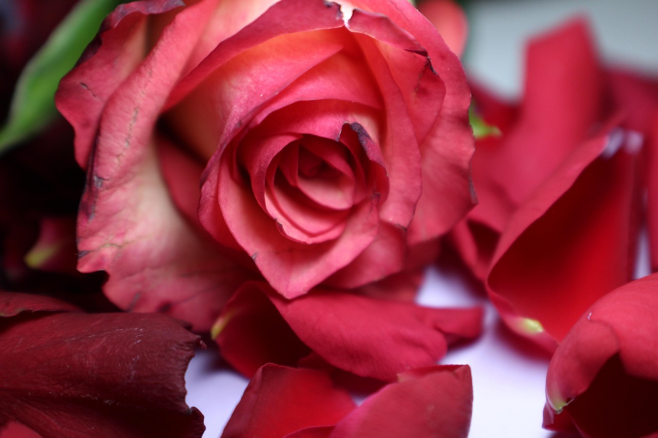 p-tales-de-rose-ample-fleur-photo-gratuite-sur-pixabay-pixabay