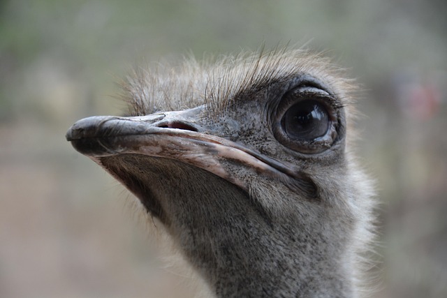 Free Ostrich Head photo and picture