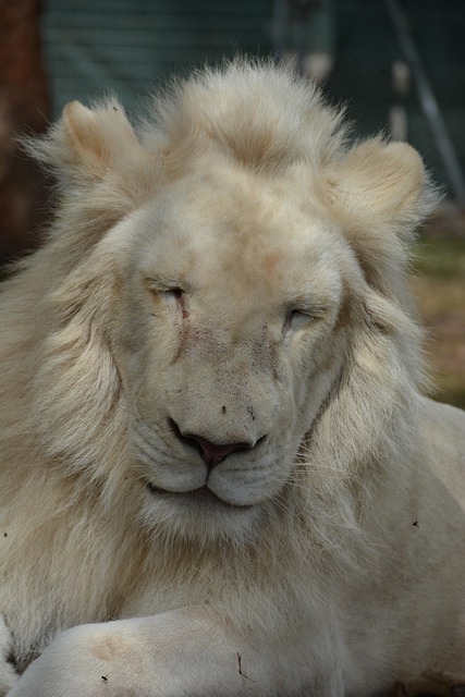 Free White Lion photo and picture