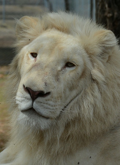 Free White Lions photo and picture