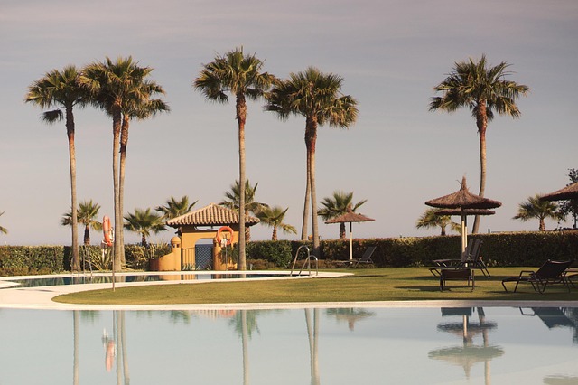 Free Vacation Palm Trees photo and picture