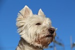 dog, west, white