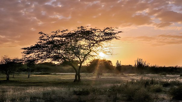 Træ, Solnedgang, Solskin, Skumring