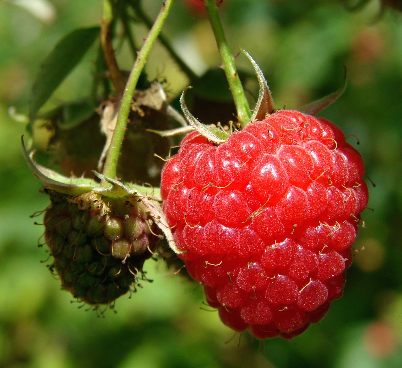 Raspberry Red Fruit Bush Free Photo On Pixabay Pixabay