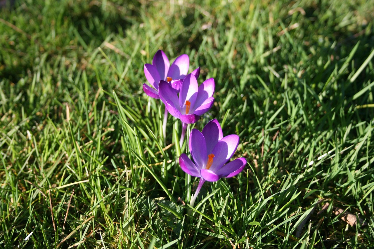 flower-1181456_1280.jpg