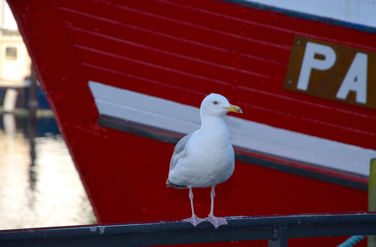 Figurine Playmobil - La Mouette (Port, Bateau) - Oiseau Animaux - Occasion Bon état
