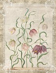 vintage, flowers, botanical