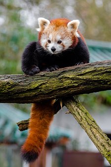 Panda Rouge, Petit Panda, Mignon, Bambou