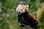 red panda, little panda, cute