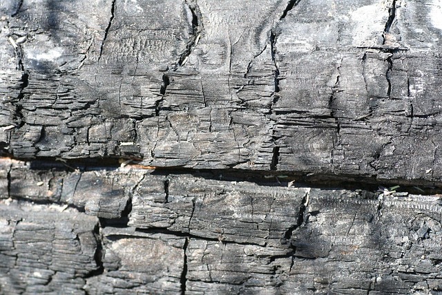 Free Charred Wood photo and picture