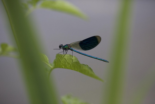 Free Dragonfly Nature photo and picture