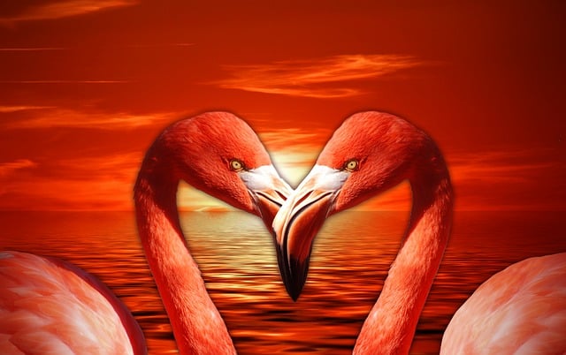Free flamingo valentine heart illustration