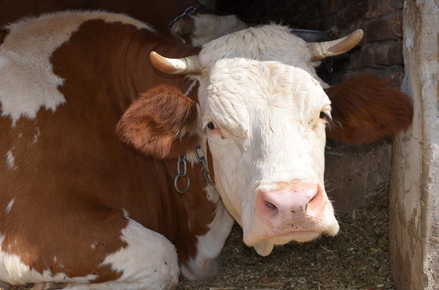Free Cow Animal photo and picture