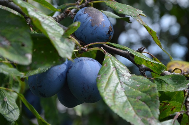 Free Fruit Plums photo and picture