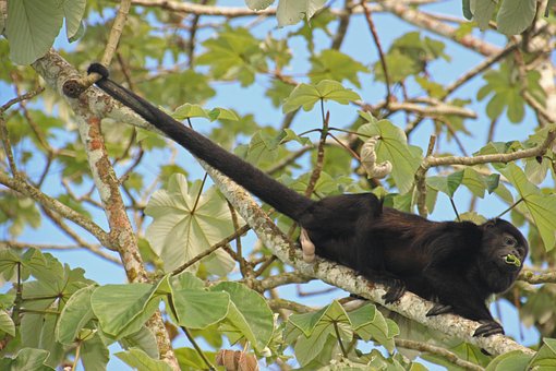 Qué visitar en Belice ADONAY TRAVELS, Santuario de babuinos belice Santuario de babuinos belice