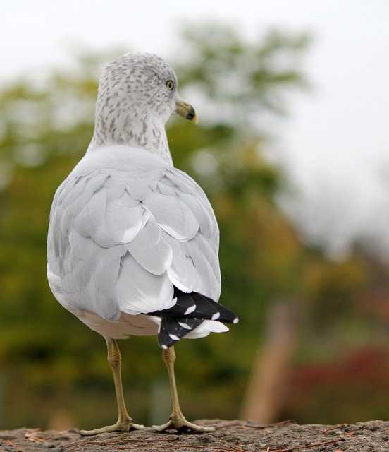 Free Seagull Gull photo and picture