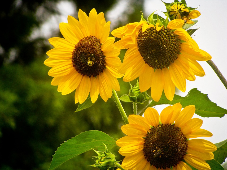 Sunflowers Suns Yellow Flowers · Free photo on Pixabay