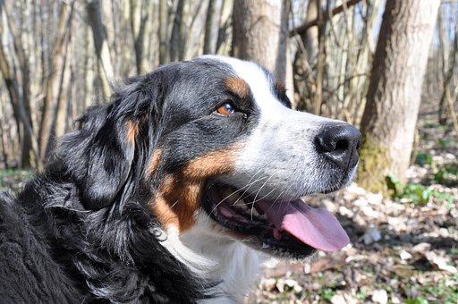 62 Berner Sennenhund Malvorlage Kostenloser 62 Berner Sennenhund Malvorlage Kostenloser
