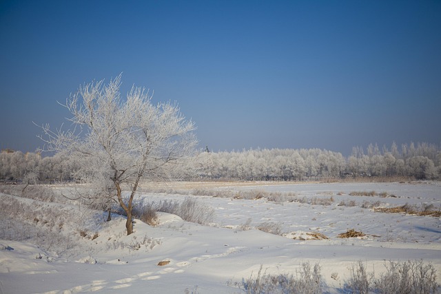Sne, Træ, Vinter, Kold, Natur, Hvid