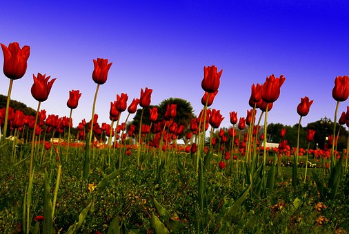 Rød Tulipan, Felt, Grøn, Blomst, England
